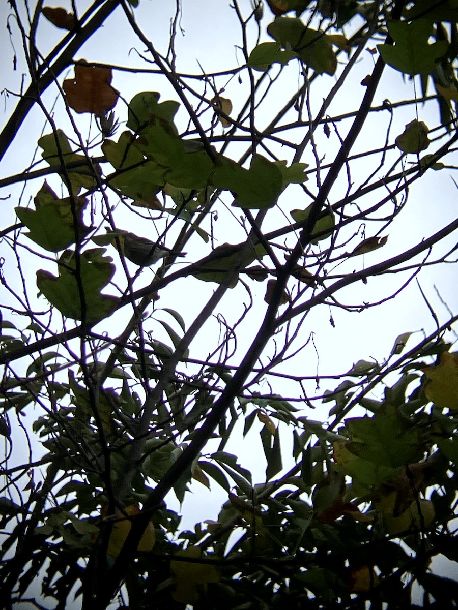 lesňáček žlutoskvrnný (ssp. coronata) - ML643551464