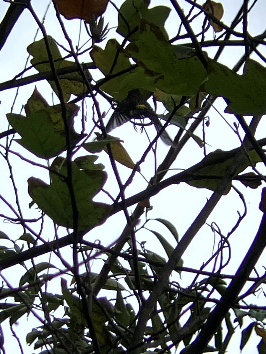 lesňáček žlutoskvrnný (ssp. coronata) - ML643551466