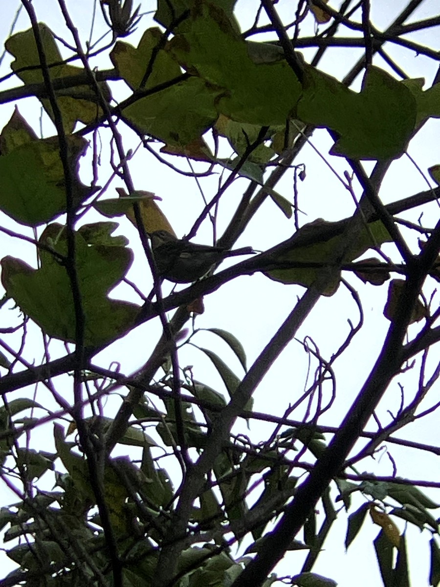 lesňáček žlutoskvrnný (ssp. coronata) - ML643551467