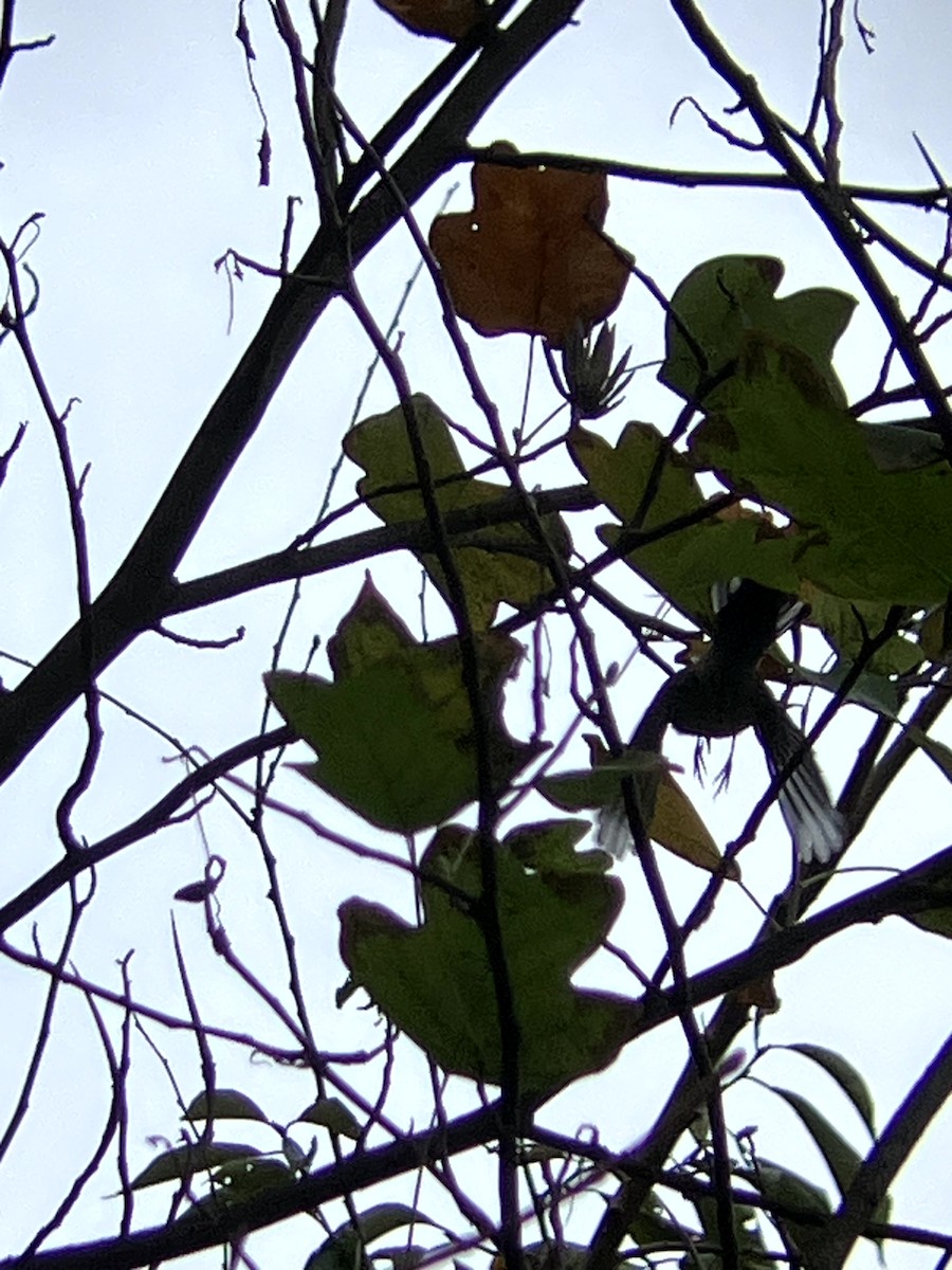 lesňáček žlutoskvrnný (ssp. coronata) - ML643551468
