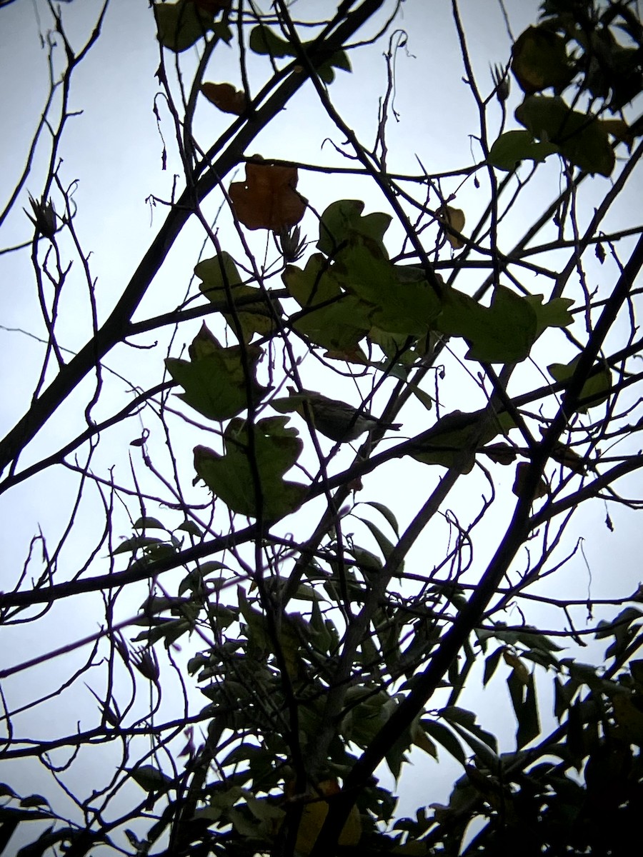 lesňáček žlutoskvrnný (ssp. coronata) - ML643551469