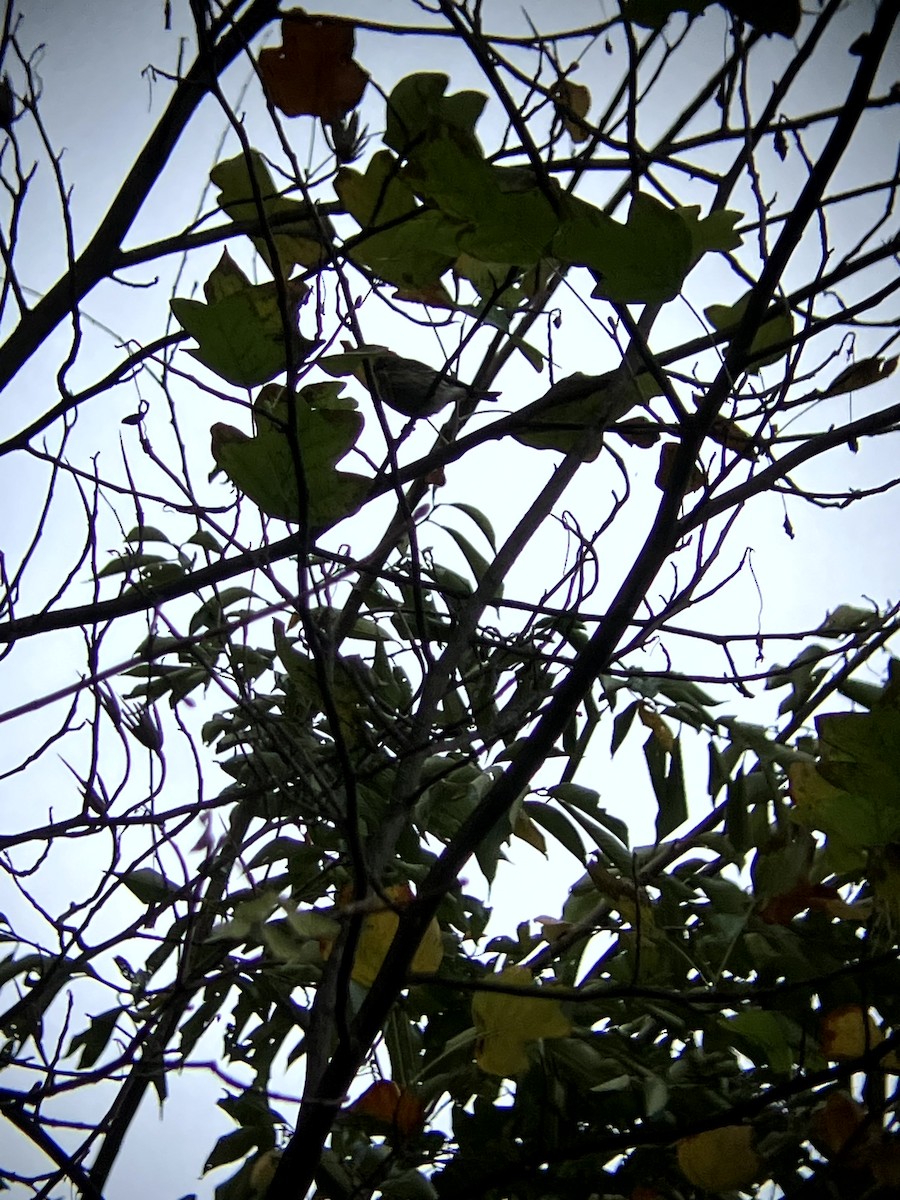 lesňáček žlutoskvrnný (ssp. coronata) - ML643551470