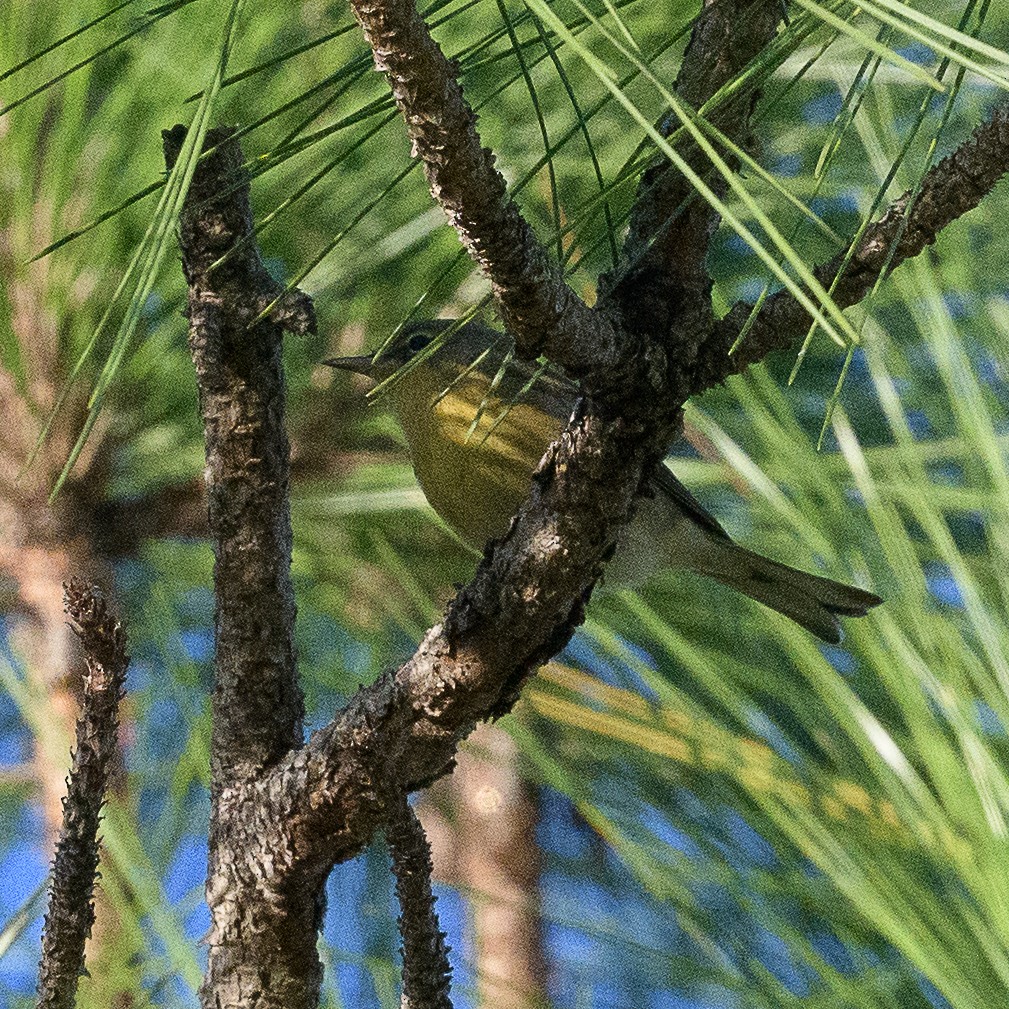 furuparula - ML643551474