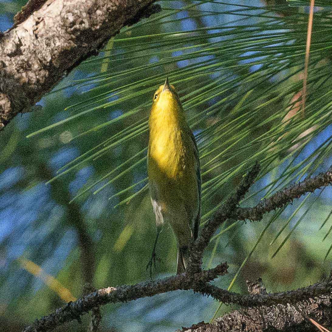 furuparula - ML643551479