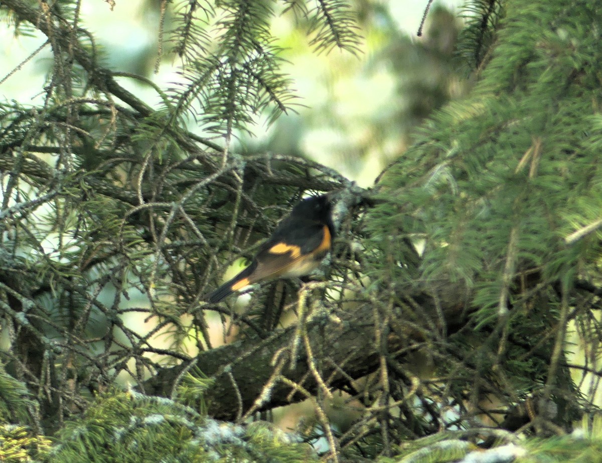 American Redstart - ML643551487