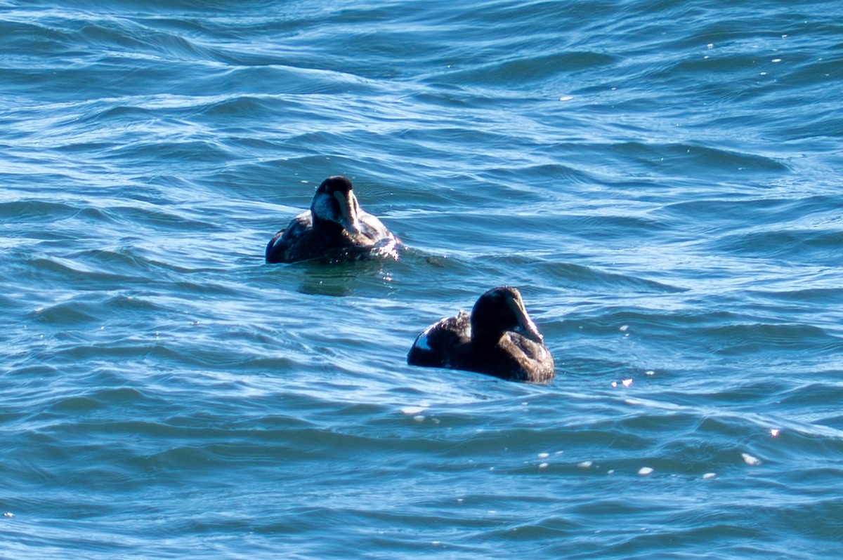 Common Eider - ML643551489