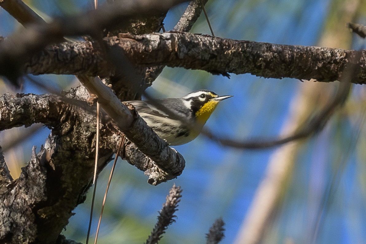 Yellow-throated Warbler - ML643551495