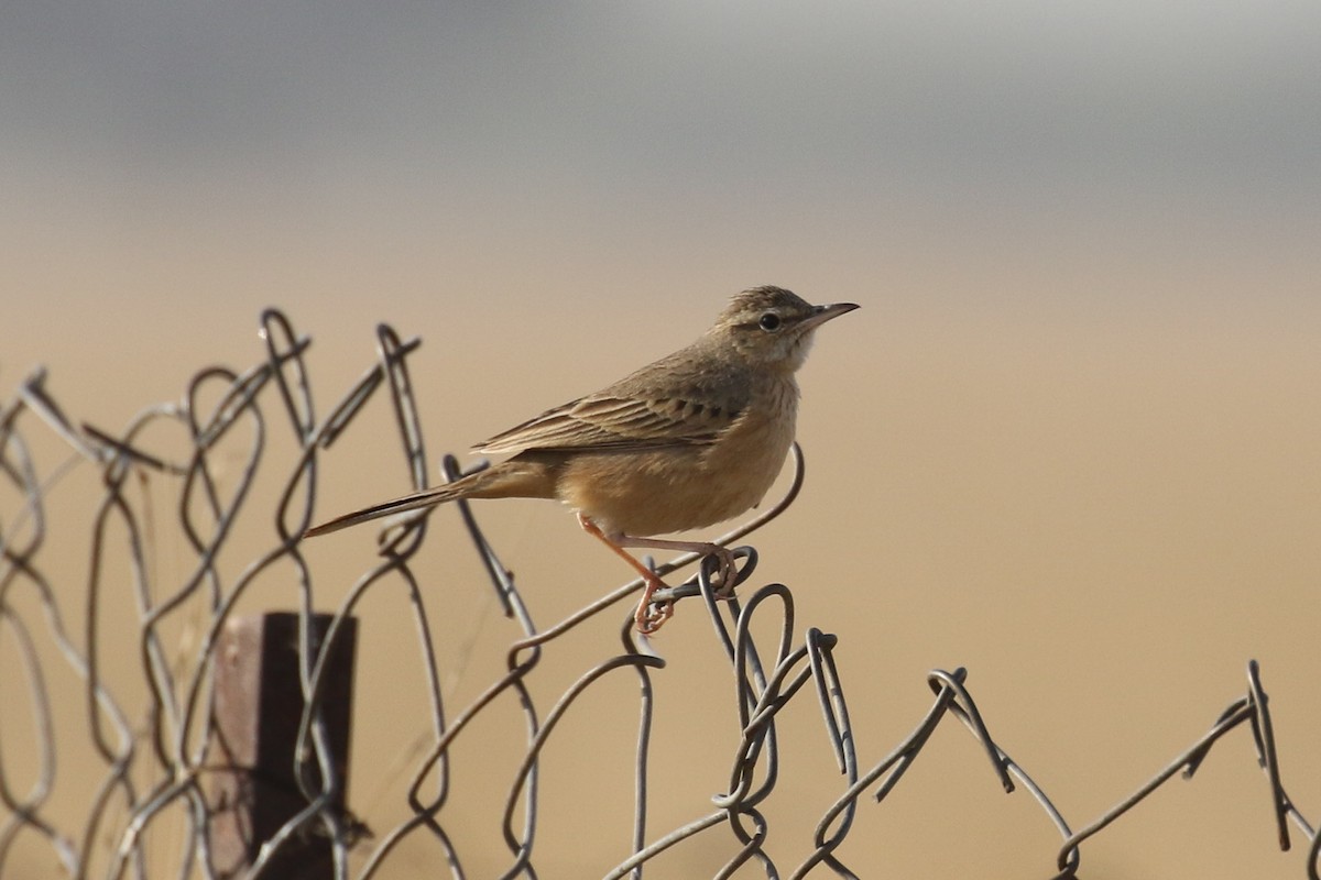 Long-billed Pipit - ML643551508
