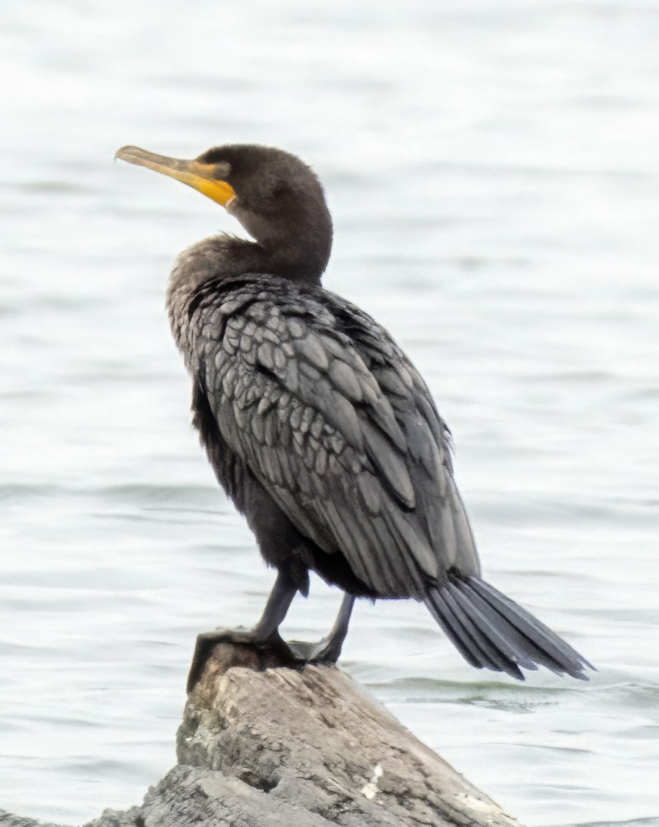 Double-crested Cormorant - ML643551513
