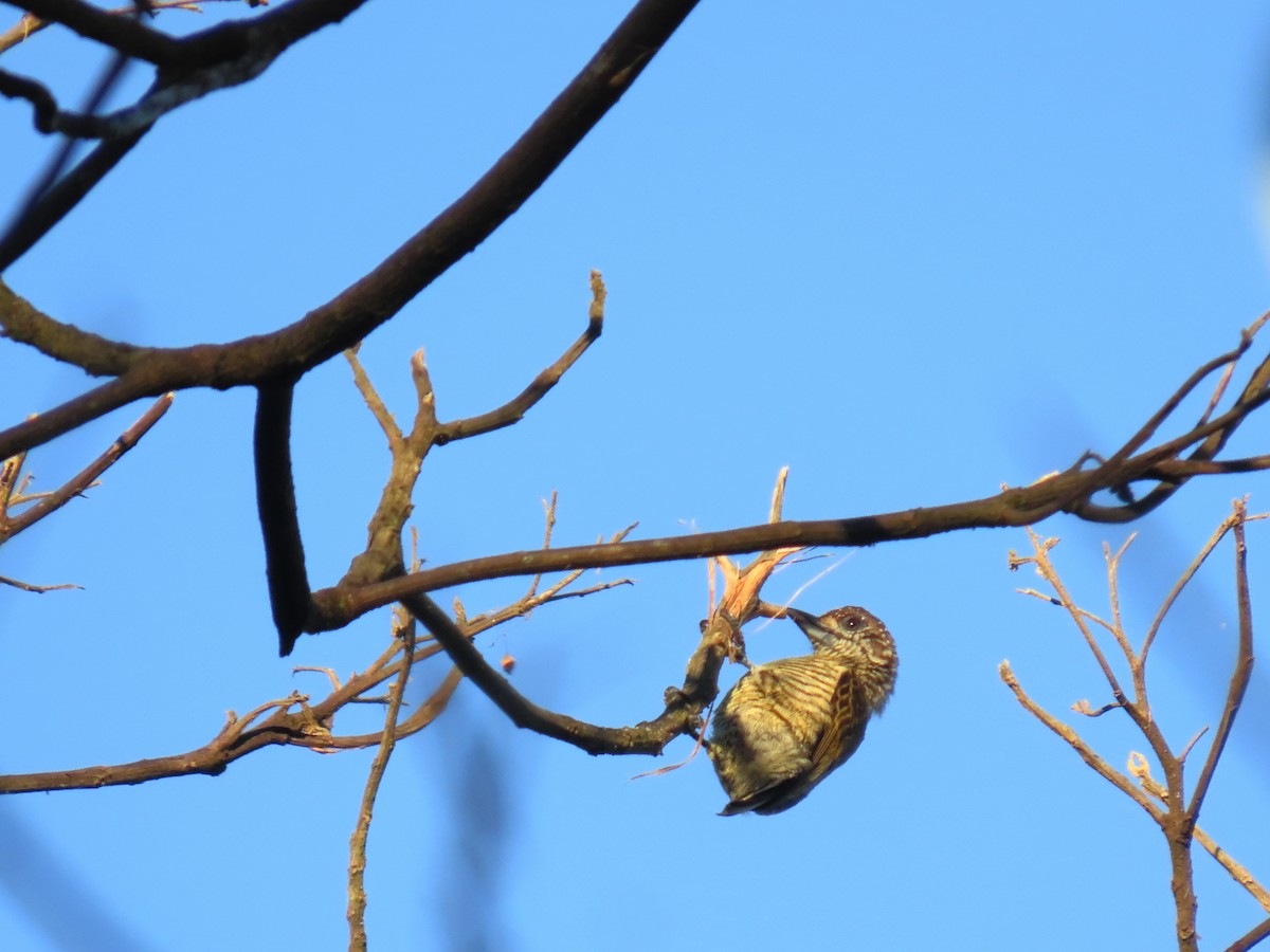 Lafresnaye's Piculet - ML643551515