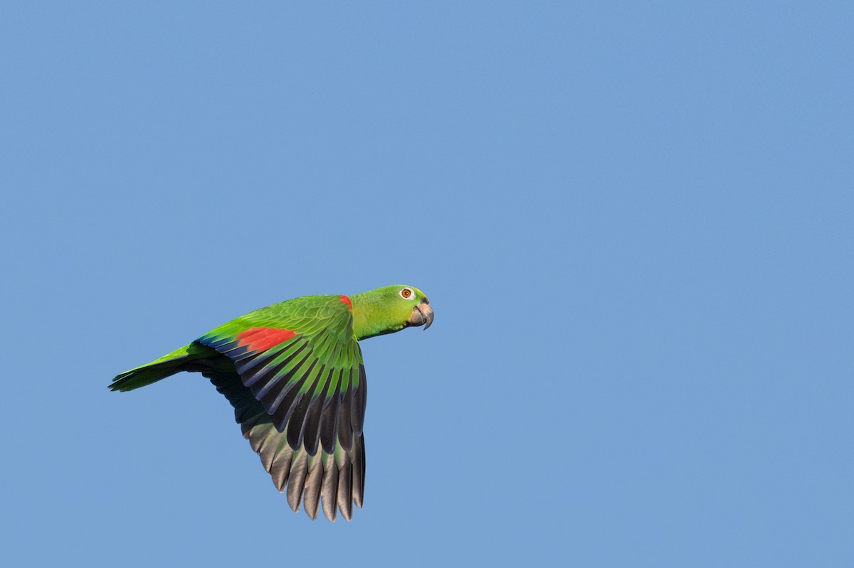 キビタイボウシインコ - ML643551529