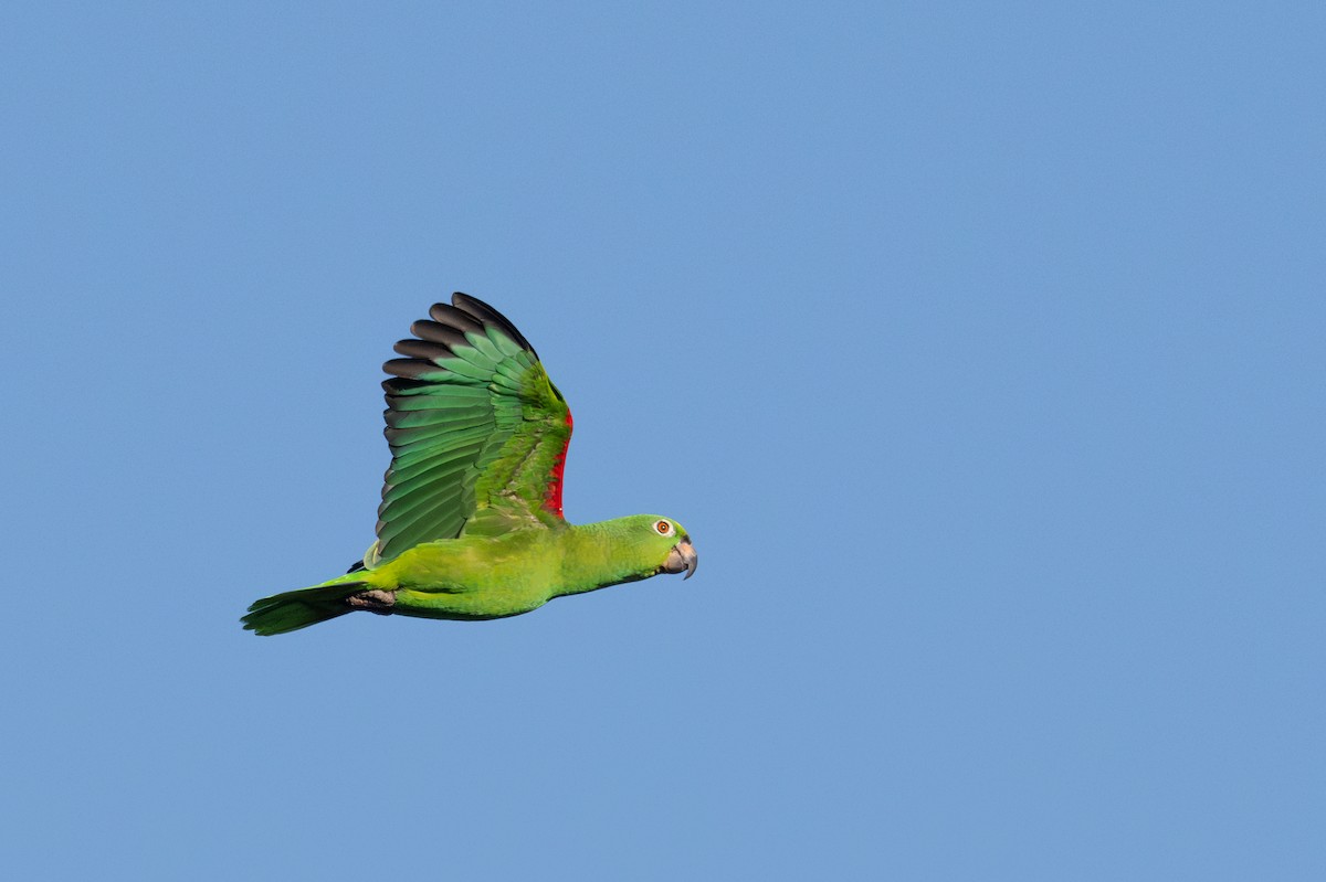 キビタイボウシインコ - ML643551530