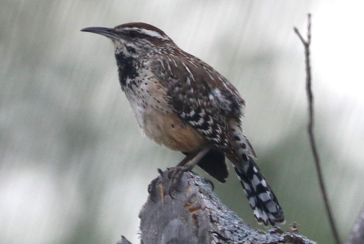 Cactus Wren - ML643551531