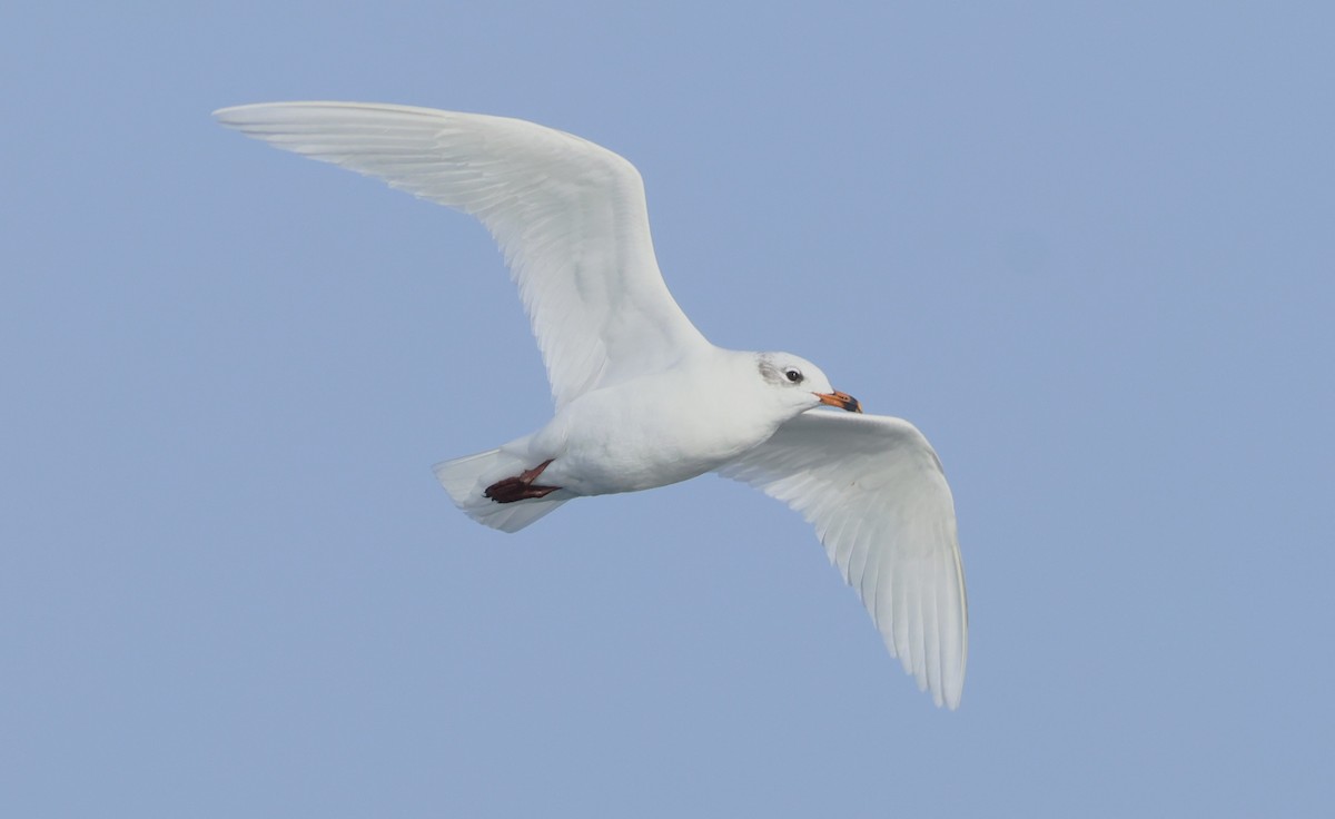 Mediterranean Gull - ML643551546