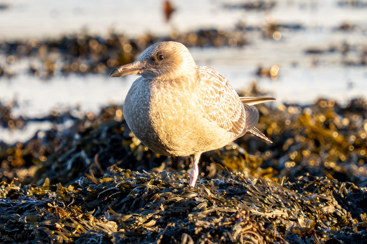 American Herring Gull - ML643551549