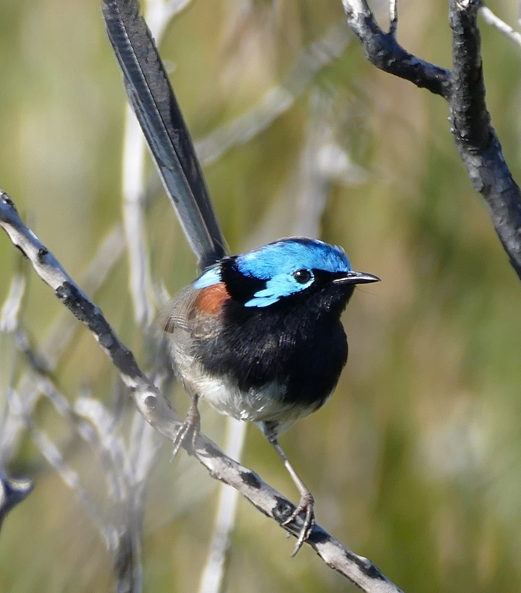 Red-winged Fairywren - ML643551560