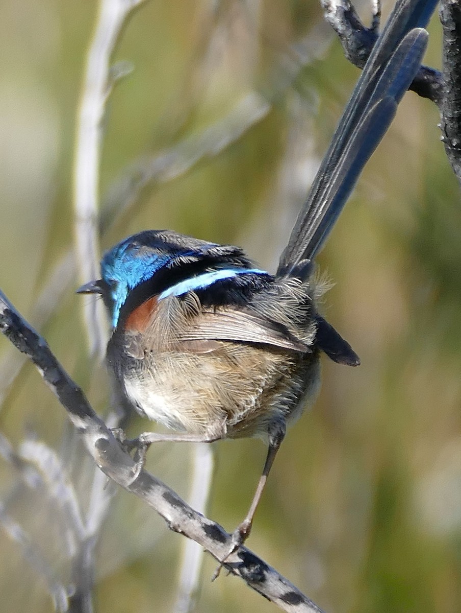 Red-winged Fairywren - ML643551578