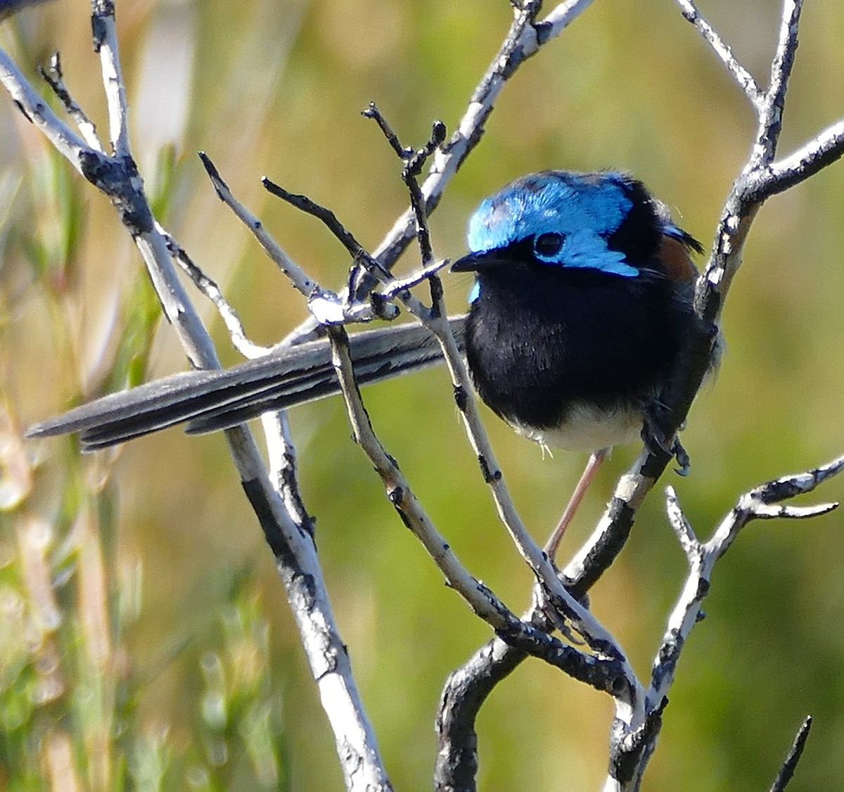 Red-winged Fairywren - ML643551579