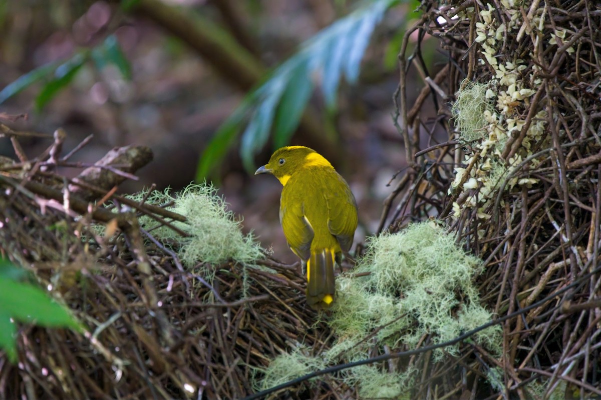 Golden Bowerbird - ML643551580
