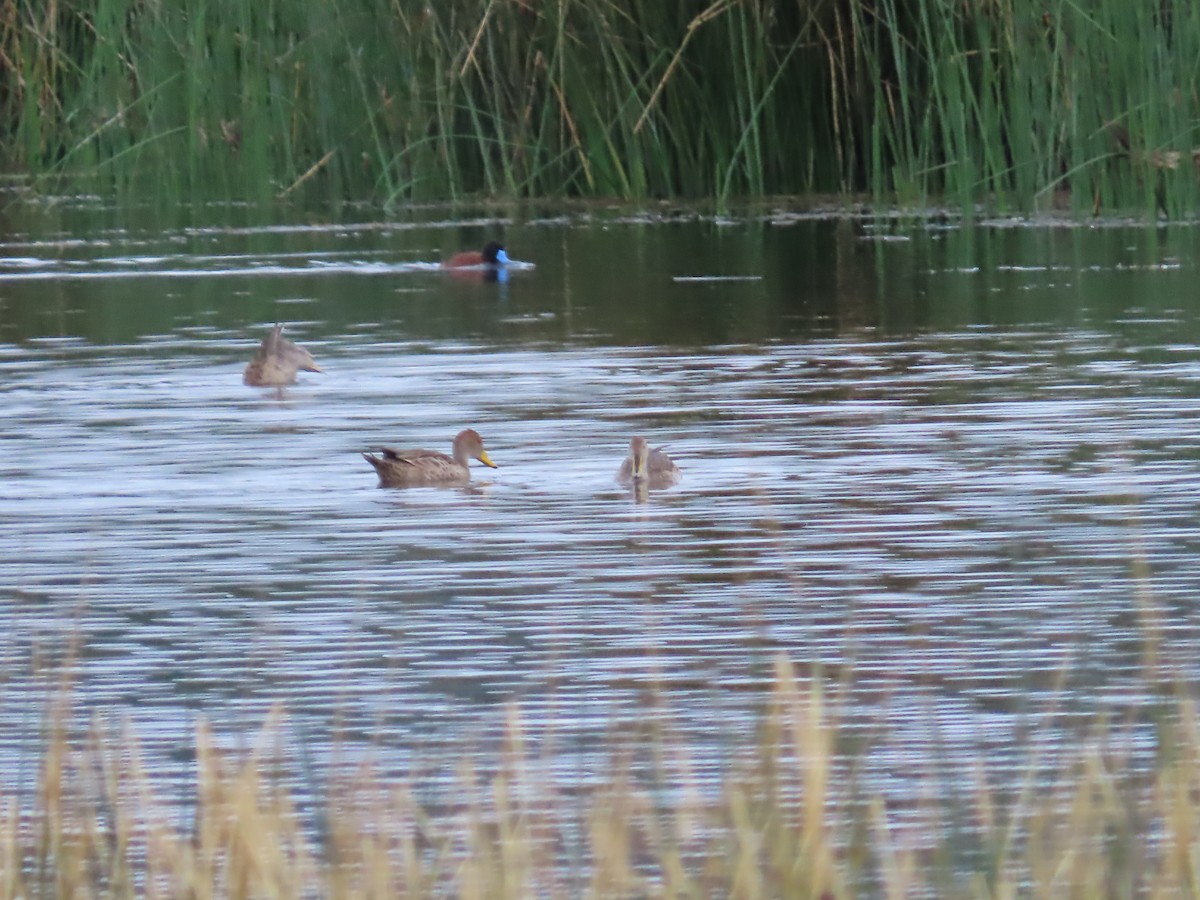 Yellow-billed Pintail - ML643551589