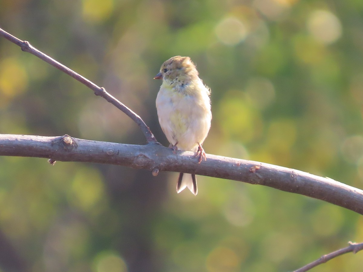 American Goldfinch - ML643551611