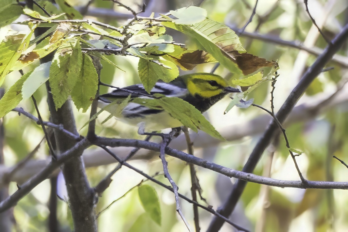 Black-throated Green Warbler - ML643551619