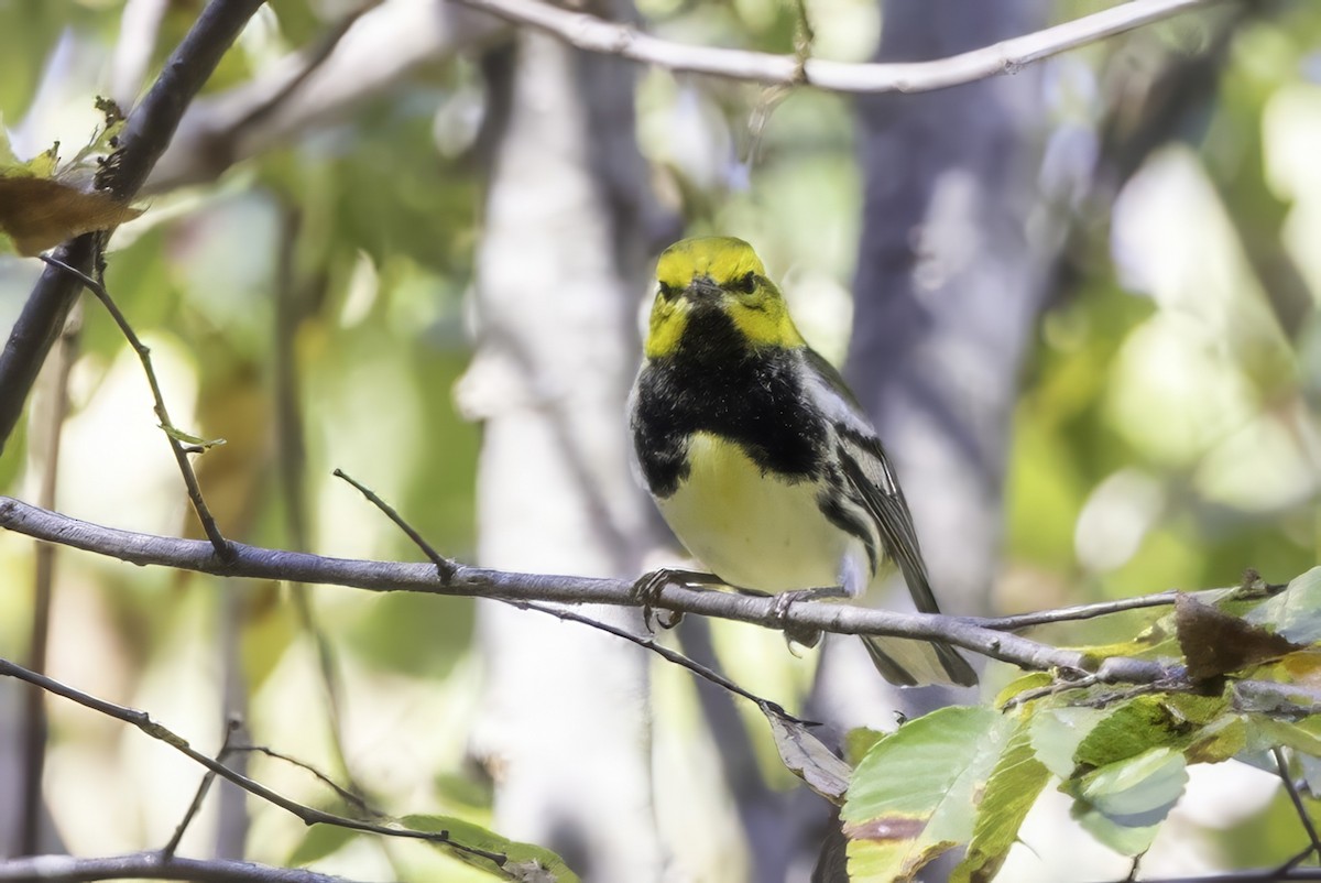 Black-throated Green Warbler - ML643551620