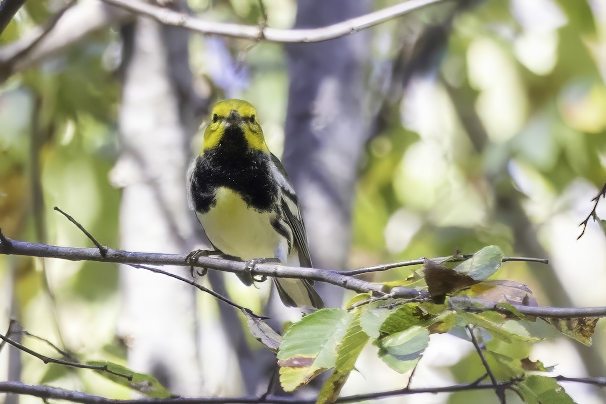 Black-throated Green Warbler - ML643551621