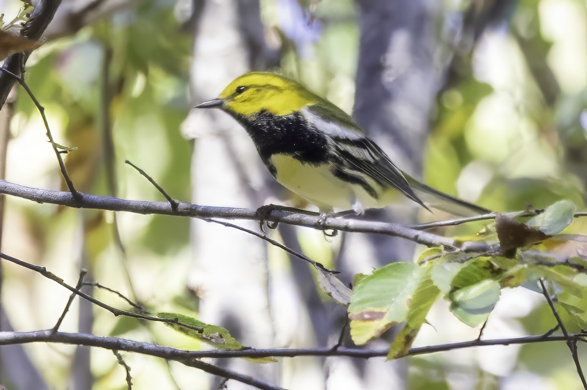 Black-throated Green Warbler - ML643551622