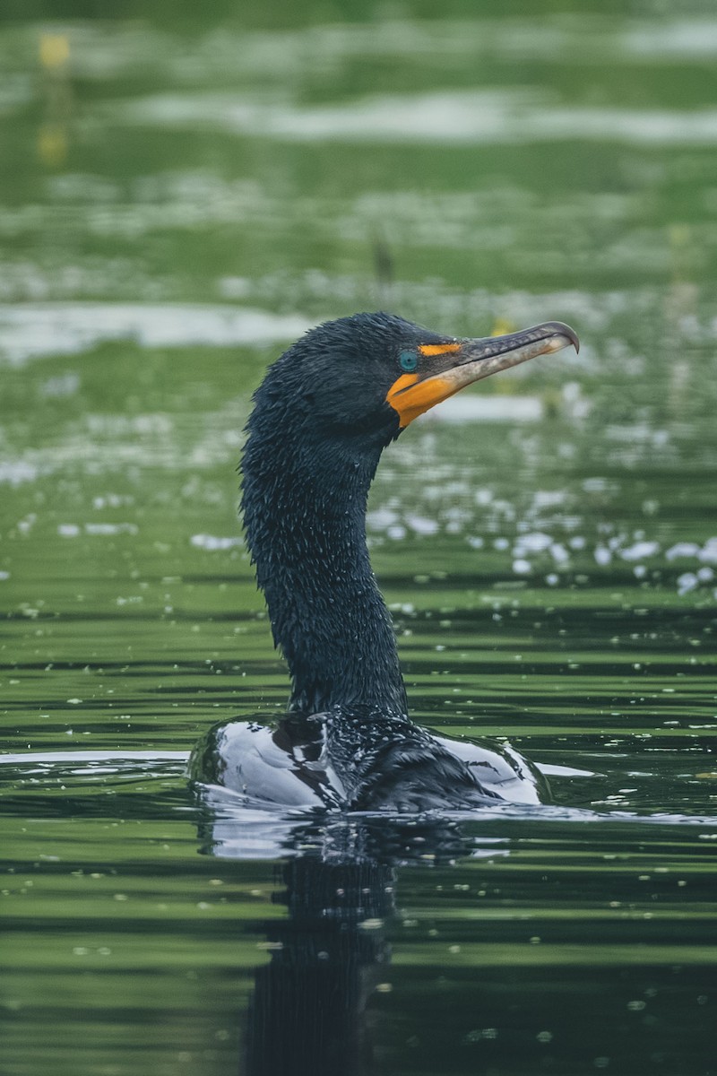 Double-crested Cormorant - ML643551623