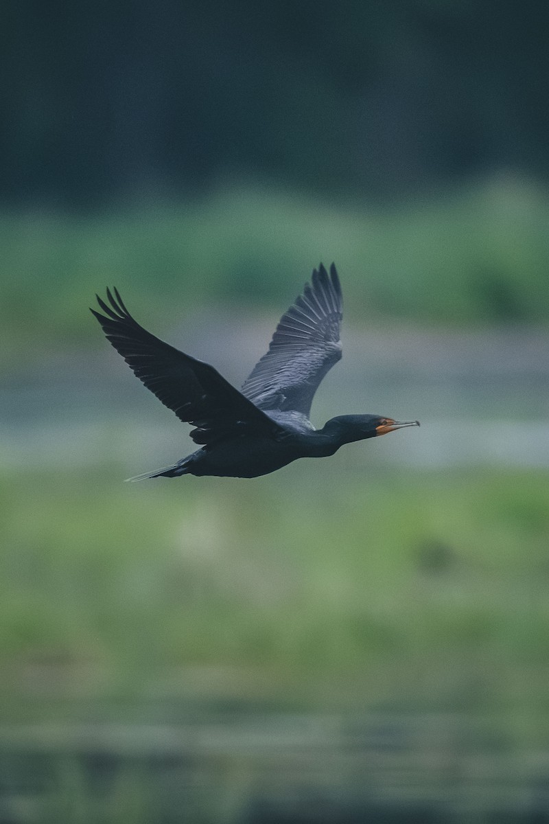 Double-crested Cormorant - ML643551624