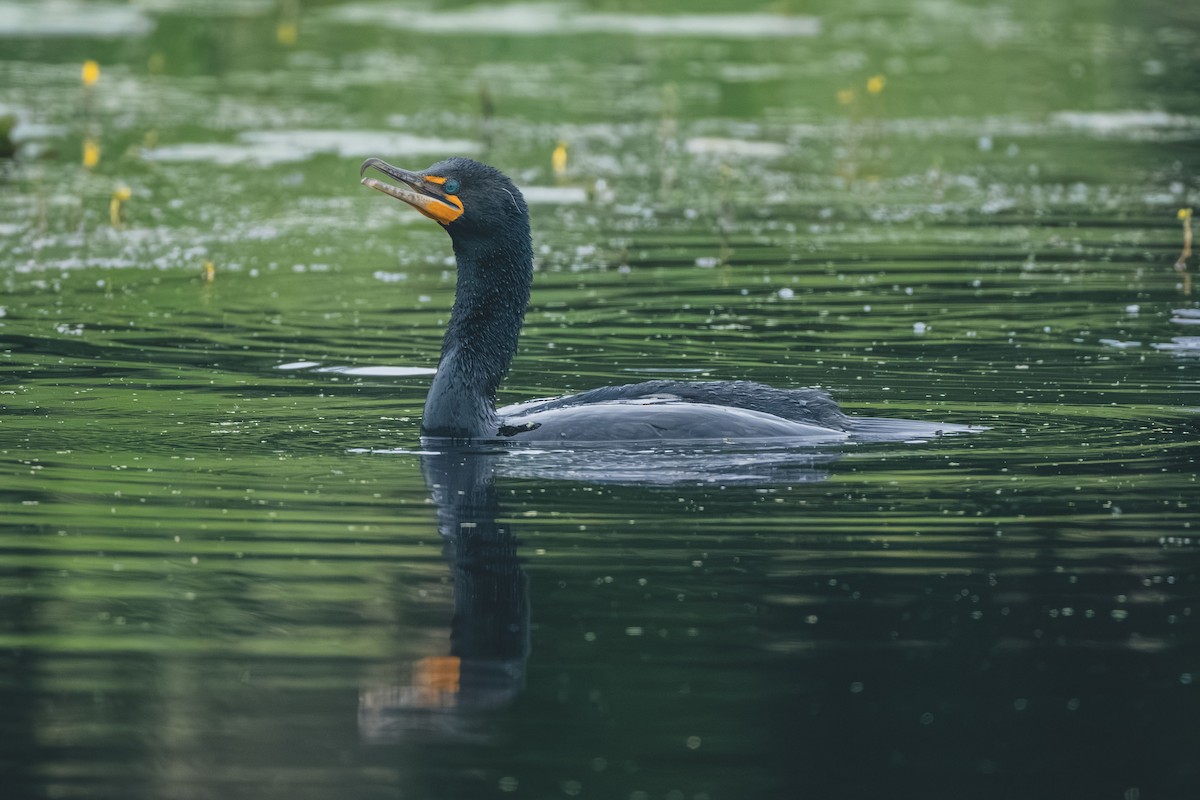 Double-crested Cormorant - ML643551625