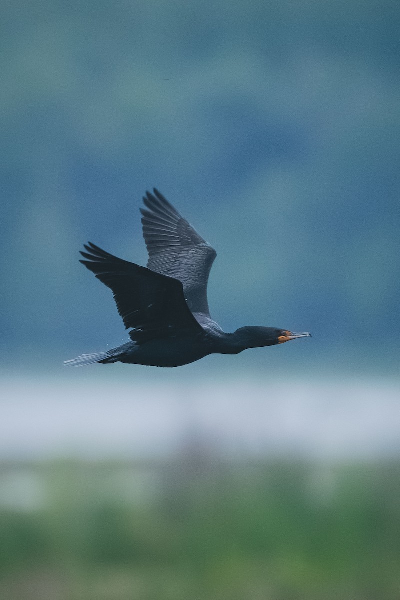 Double-crested Cormorant - ML643551626