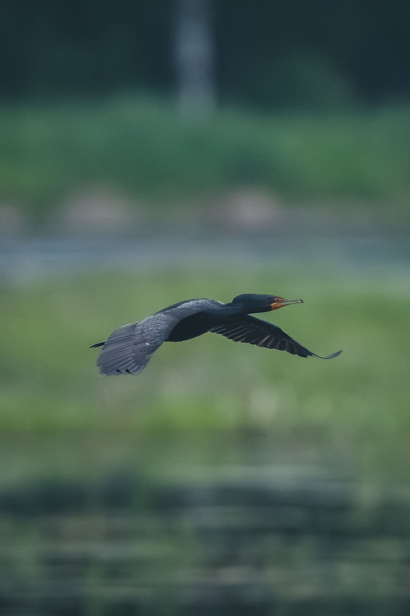 Double-crested Cormorant - ML643551627
