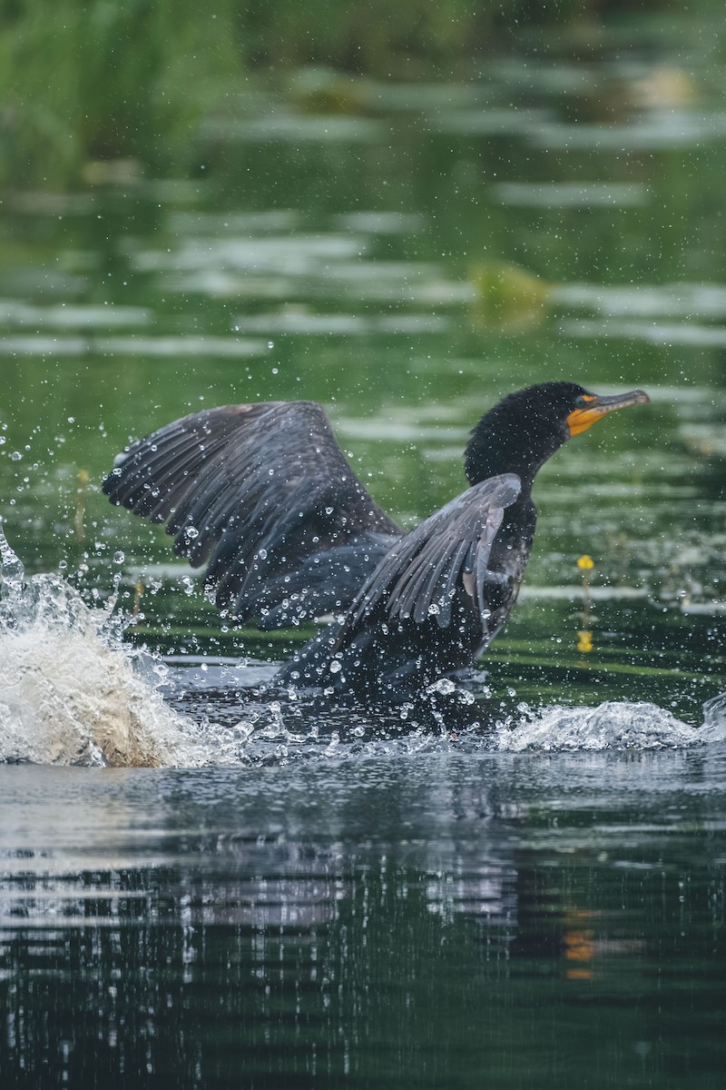 Double-crested Cormorant - ML643551628