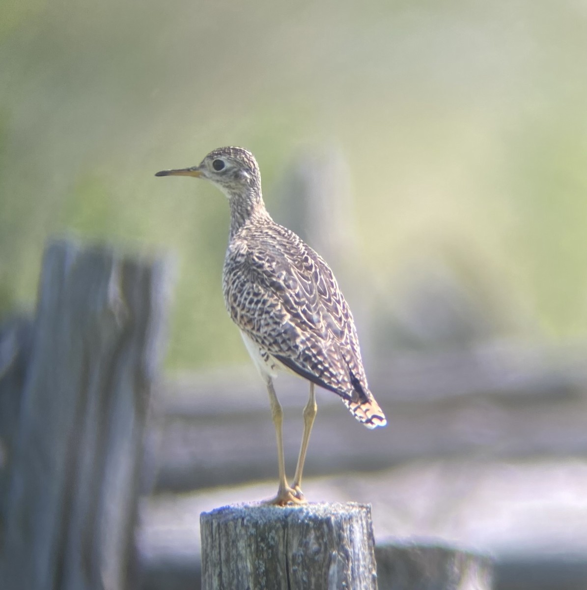 Upland Sandpiper - ML643551637