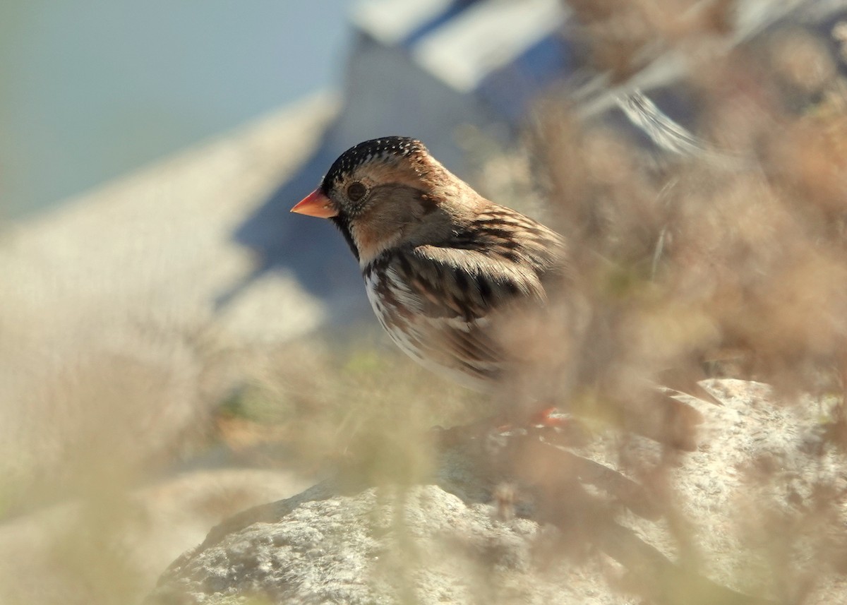 Harris's Sparrow - ML643551639