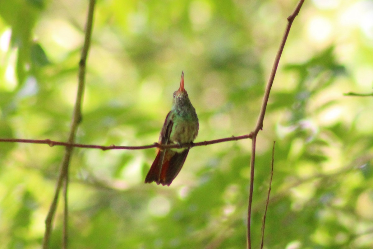 Rufous-tailed Hummingbird - Cerrie Love