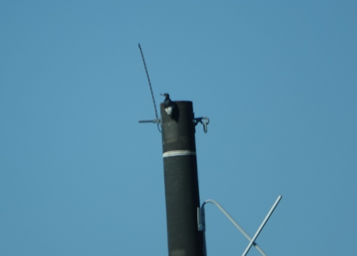 Red-headed Woodpecker - ML643551708