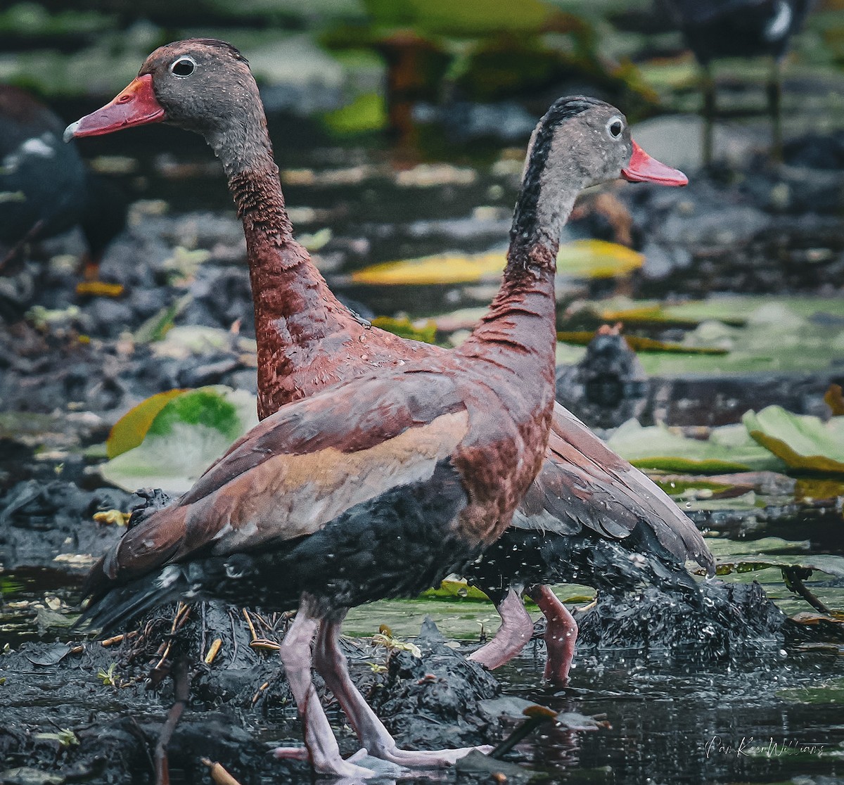 Rotschnabel-Pfeifgans - ML643551710