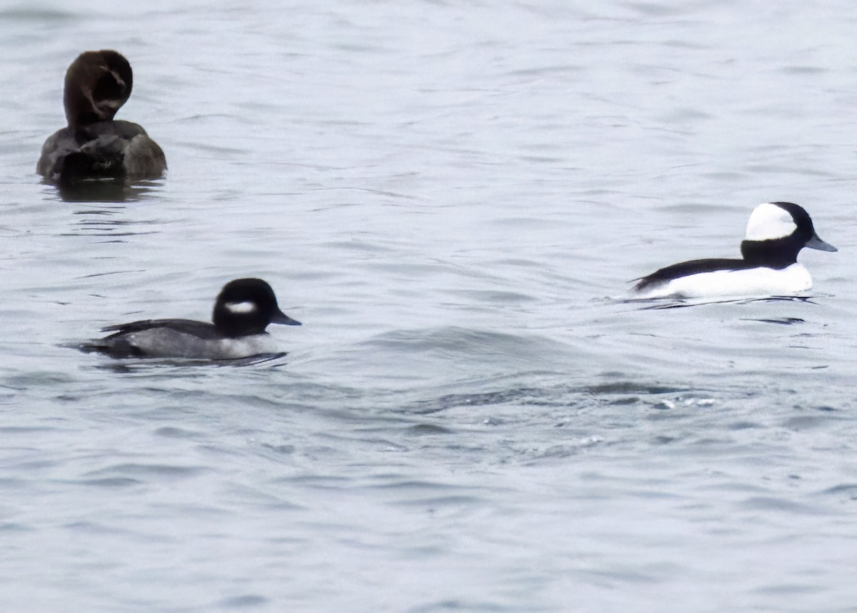 Bufflehead - ML643551711