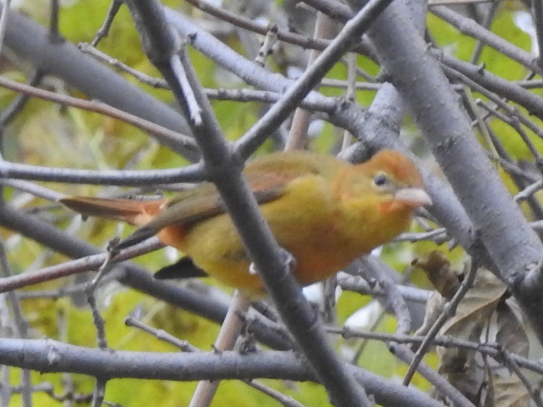 Summer Tanager - ML643551733