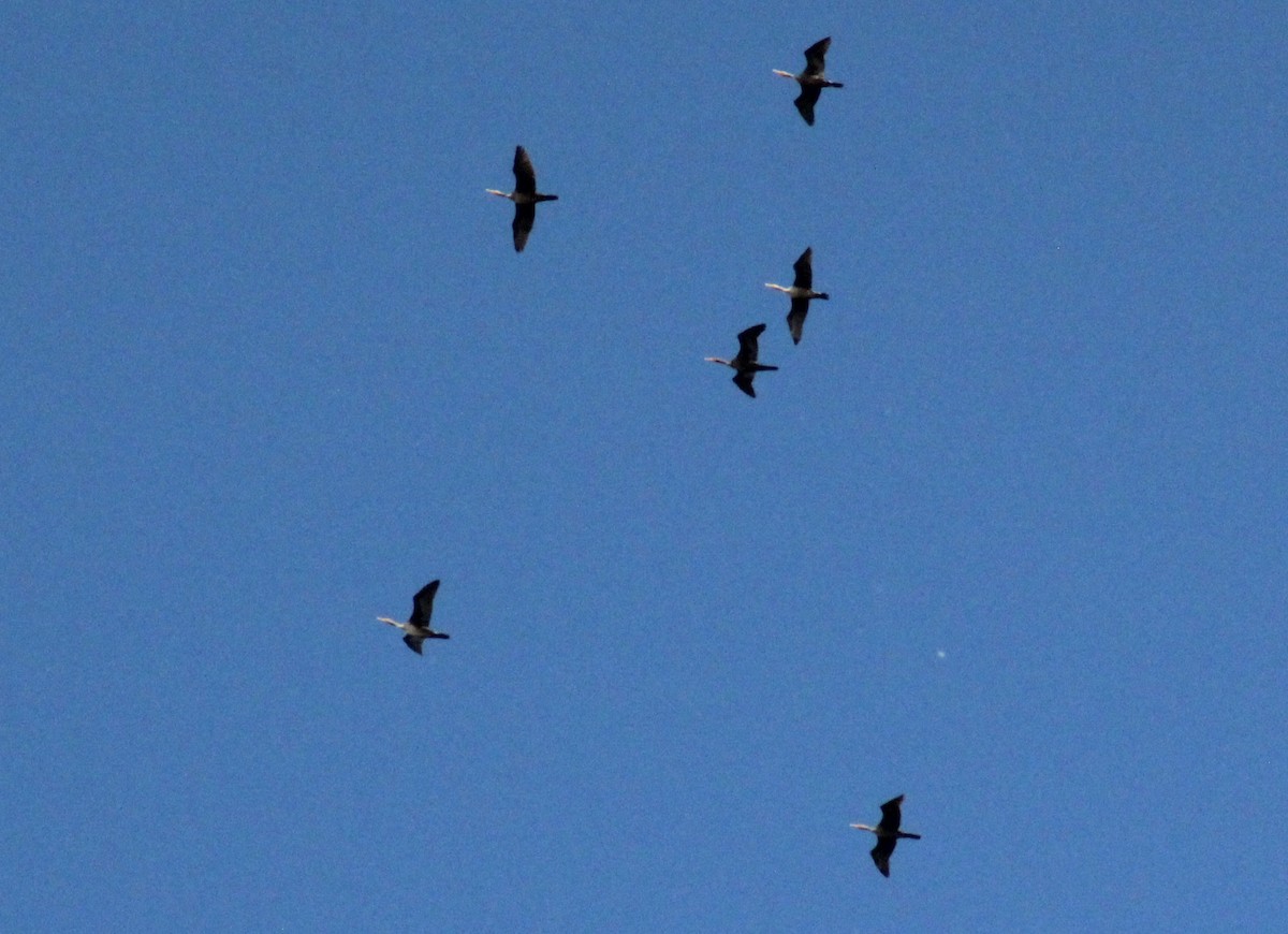 Double-crested Cormorant - ML643551735