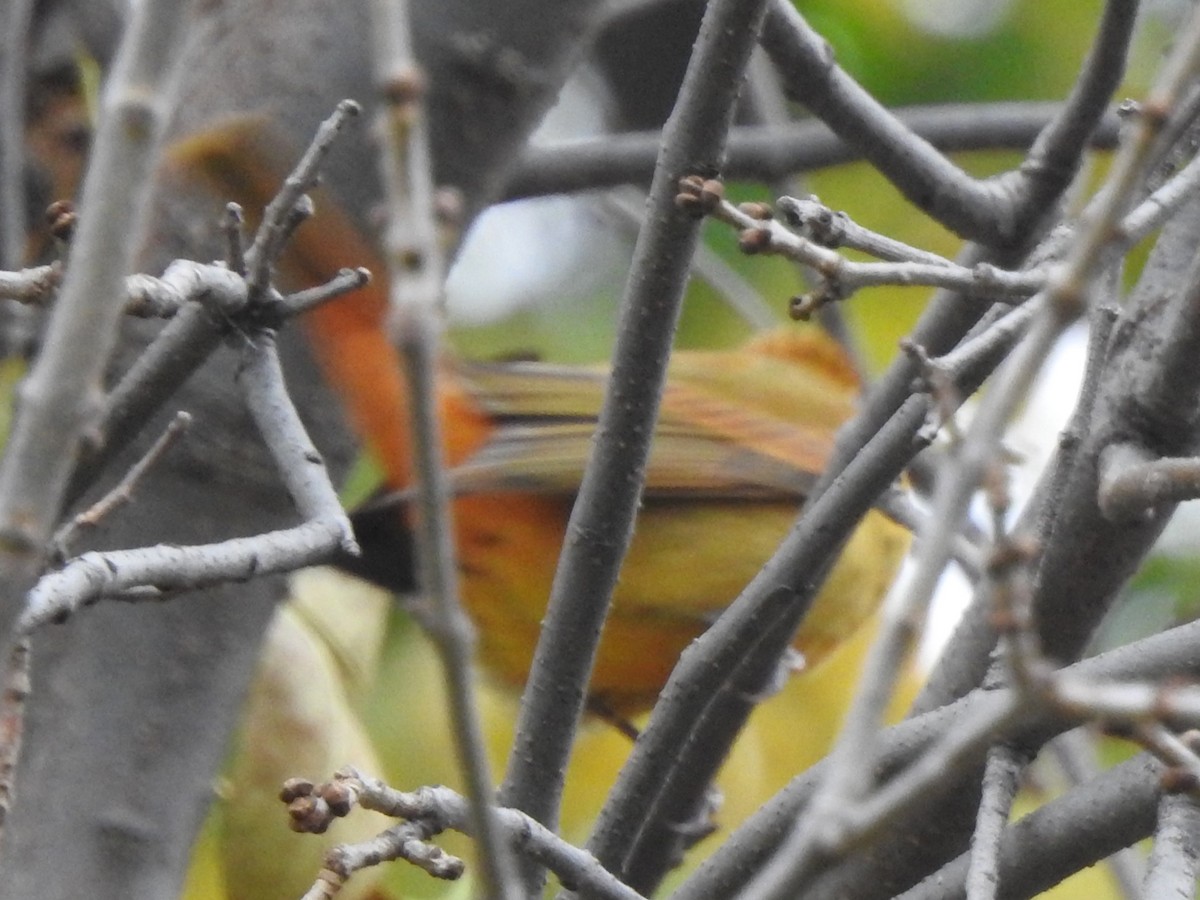 Summer Tanager - ML643551736