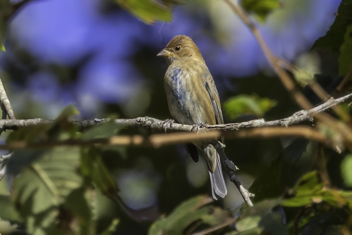 Indigo Bunting - ML643551742