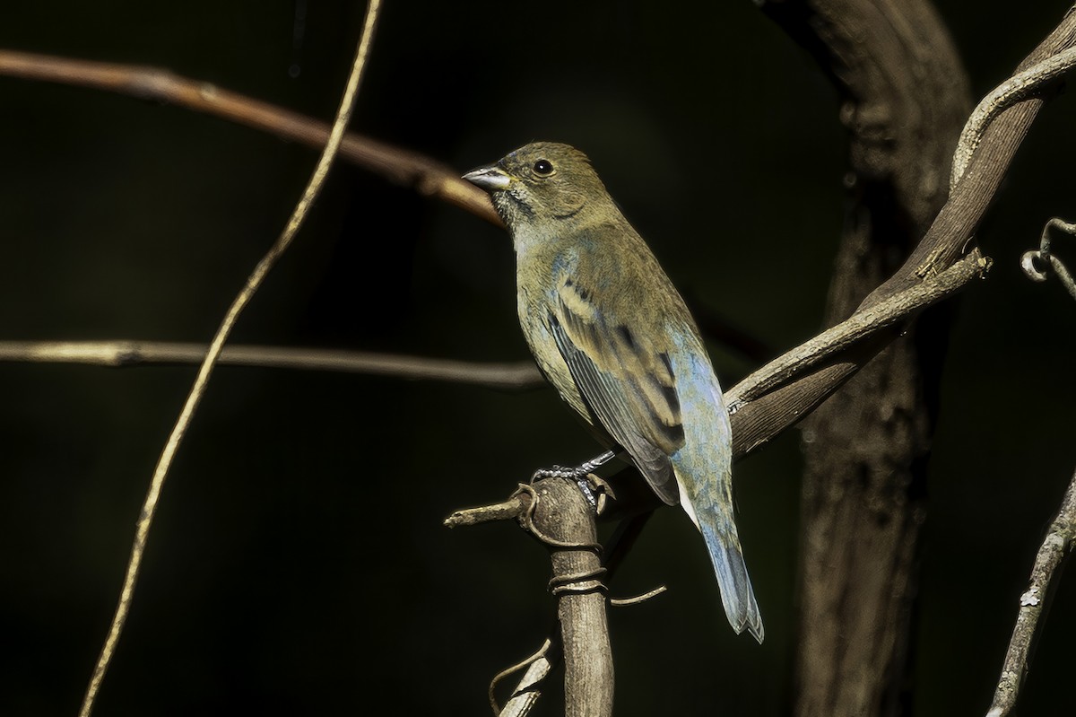 Indigo Bunting - ML643551743