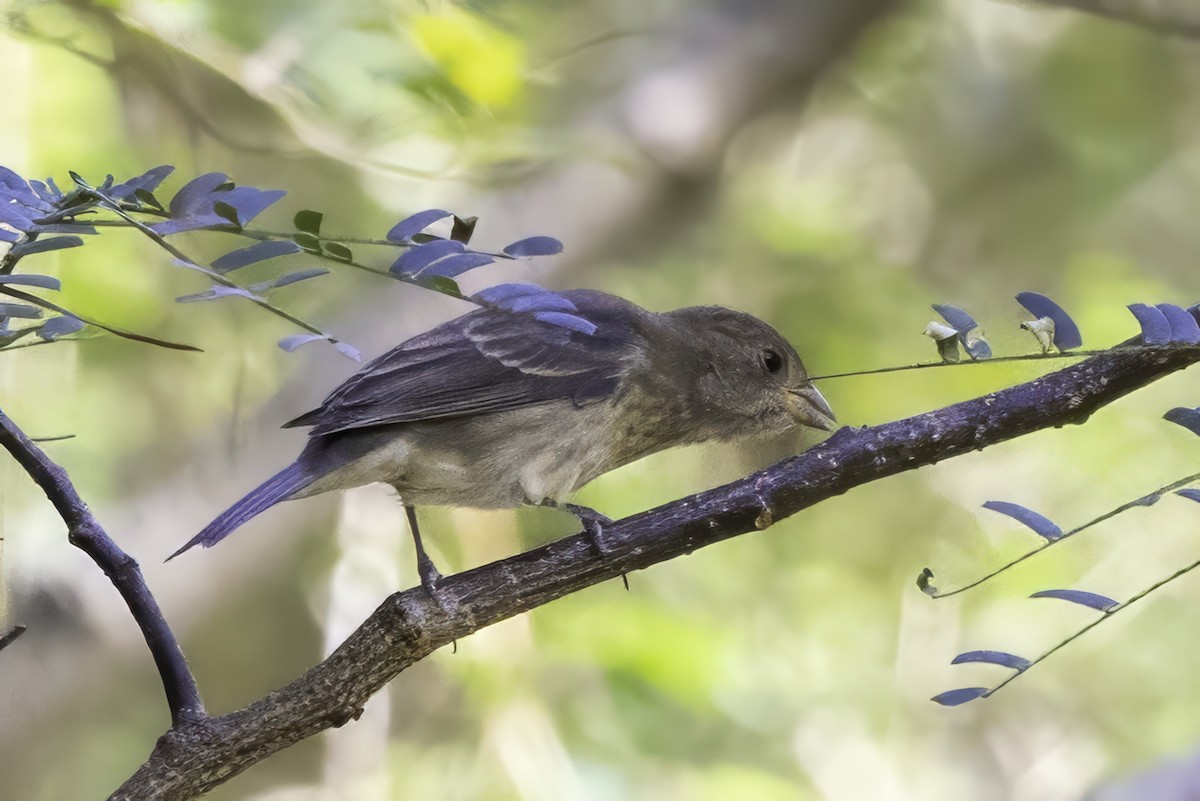 Indigo Bunting - ML643551747
