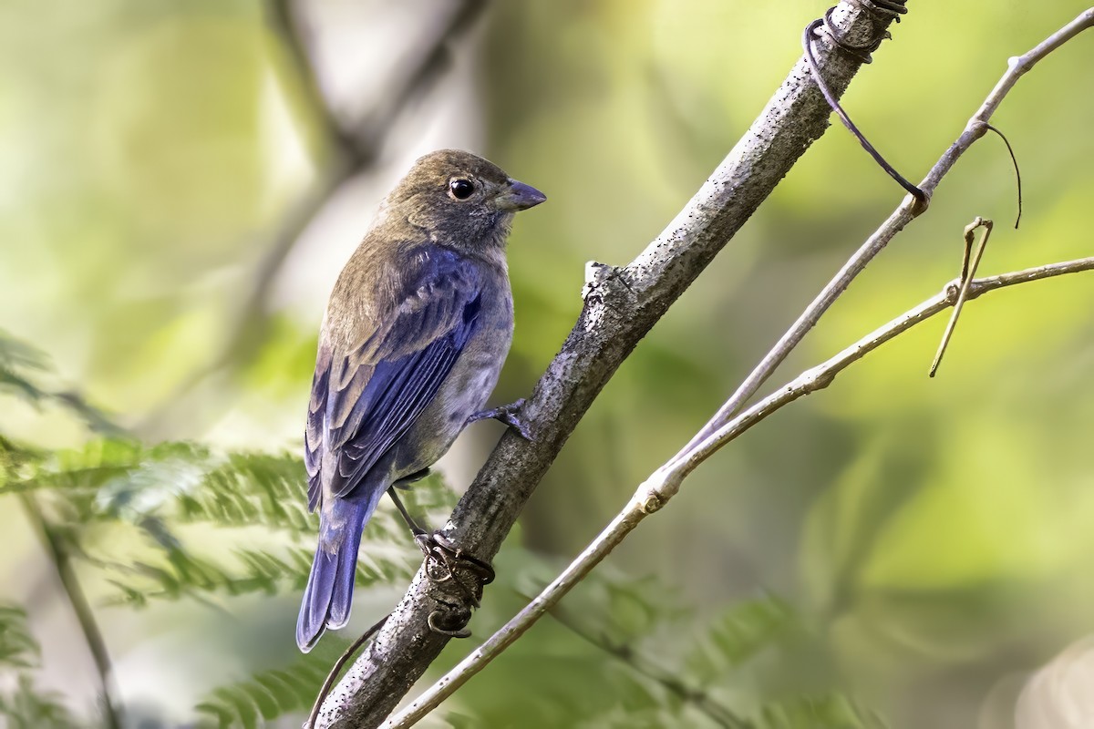 Indigo Bunting - ML643551748