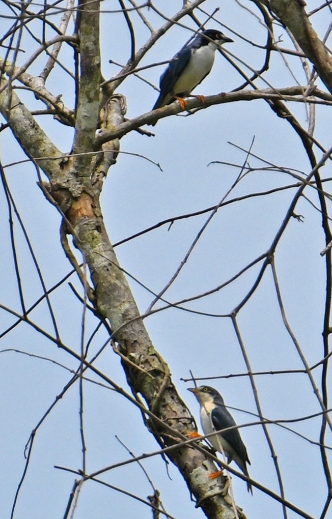 Hooded Tanager - ML643551777