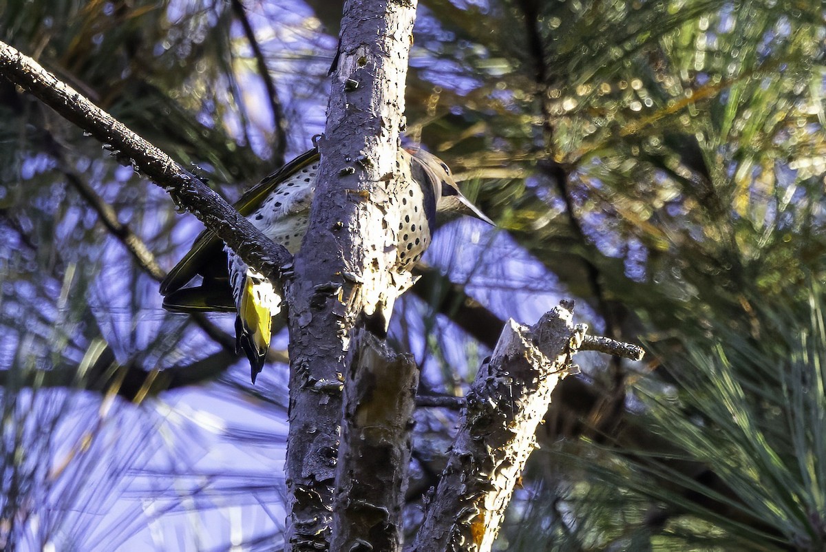 Northern Flicker - ML643551784